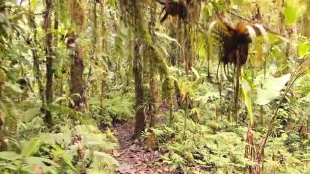 vidéo, marche en forêt avec des arbres 
