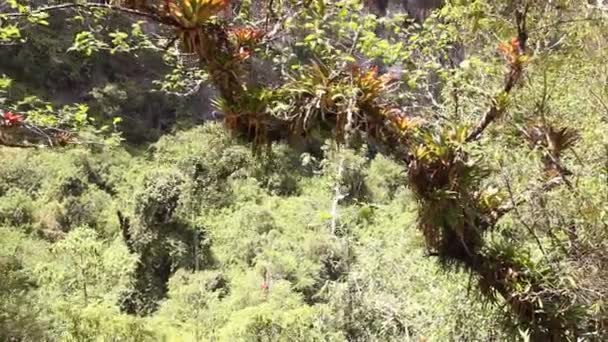 forêt tropicale sauvage, feuilles vertes sur les plantes, vidéo 