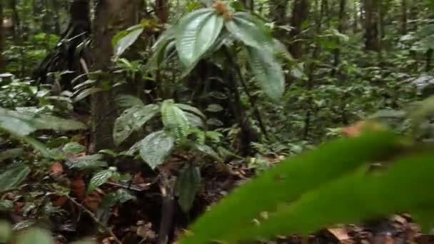 forêt tropicale sauvage, feuilles vertes sur les plantes, vidéo 