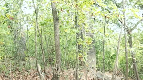 Paisaje Rocoso Bosque Con Árboles Vídeo — Vídeos de Stock