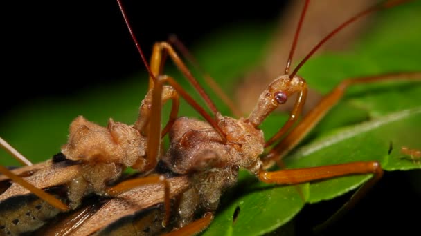 Video Insectos Asesinos Apareándose Por Noche Sotobosque Selva Tropical Ecuador — Vídeo de stock