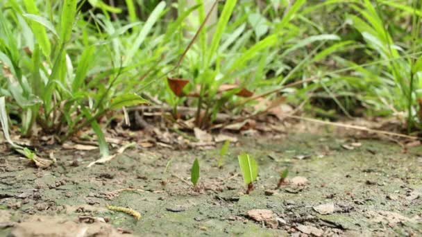 Time Lapse Video Leaf Cutter Ants Atta Carrying Pieces Leaves — Vídeo de stock