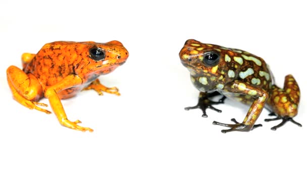 Video Dos Ranas Estudio Harlequin Poison Frogs Western Ecuador Durango — Vídeos de Stock