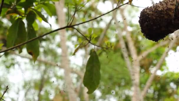 Vídeo Ninho Moscas Floresta Tropical Equador — Vídeo de Stock