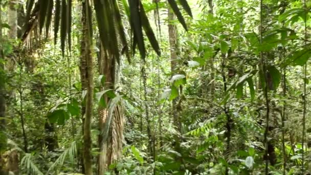 Bosque Tropical Salvaje Hojas Verdes Las Plantas Vídeo — Vídeos de Stock