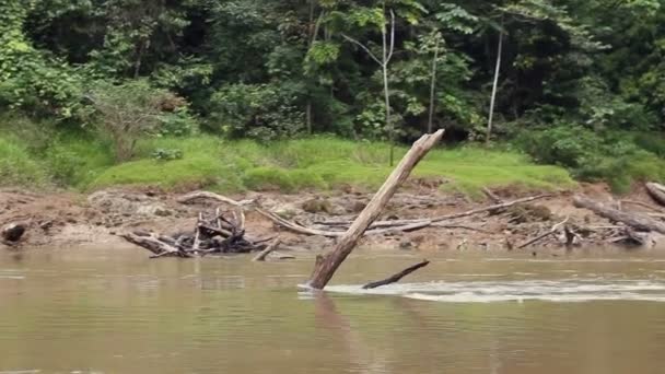 Video Floden Tropiska Djungler Träd Och Stammar Efter Storm — Stockvideo