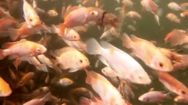 Подводное Видео Тилапии Бассейне Водоем Рыбами — стоковое видео