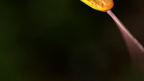 Vídeo Serpiente Mostrando Lengua Oliva Whipsnake Chironius Fuscus — Vídeos de Stock