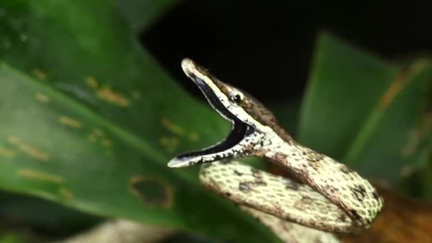 Video Von Braunrebennatter Oxybelis Aeneus Ecuador — Stockvideo