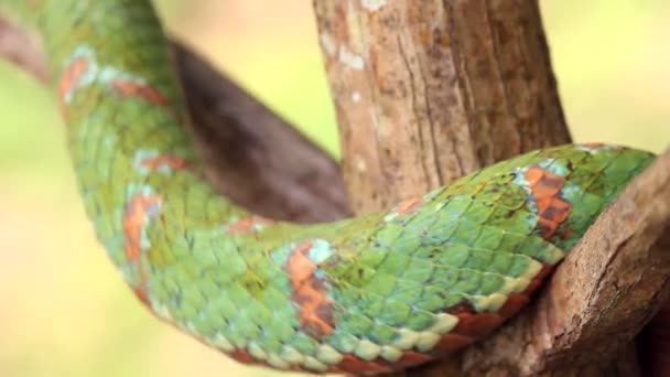 Yılan Videosu Eyelash Viper Bothriechis Schlegelii Batı Ekvador Dan Zehirli — Stok video