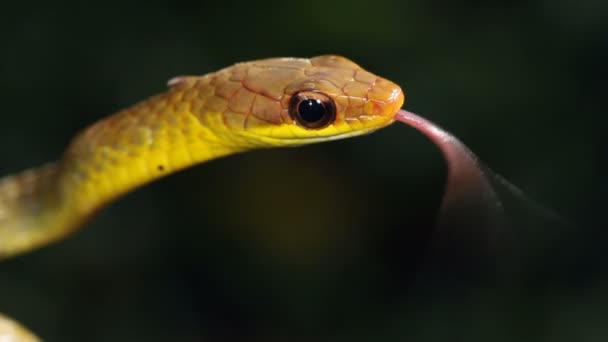 Vídeo Lento Serpiente Mostrando Lengua Oliva Whipsnake Chironius Fuscus — Vídeos de Stock