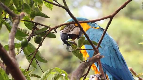 Video Papegoja Äta Frukt Träd Blå Gul Macaw Ara Ararauna — Stockvideo