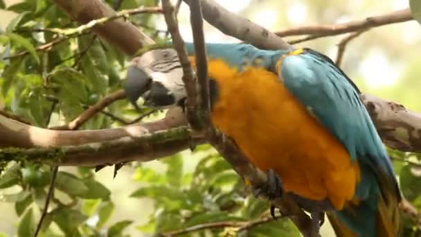 Video Papegoja Tropisk Skog Blå Gul Macaw Ara Ararauna Ecuadorian — Stockvideo