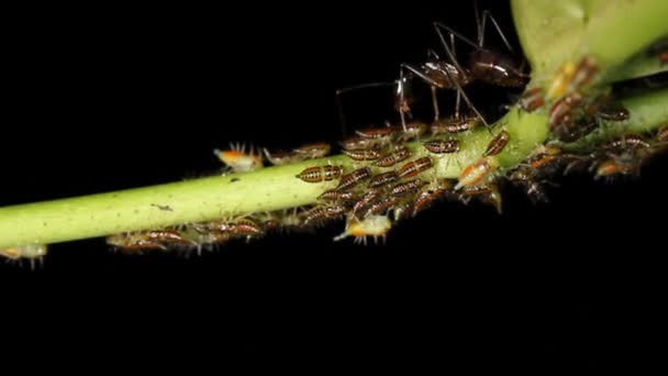 Video Hormigas Atendiendo Una Colonia Pulgones Bosque Seco Tropical Costa — Vídeos de Stock