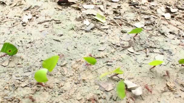 Time Lapse Βίντεο Από Μυρμήγκια Κοπής Φύλλων Atta Μεταφέρουν Κομμάτια — Αρχείο Βίντεο