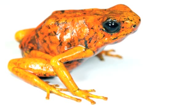 Видео Оранжевого Цвета Лягушка Студии Ядовитая Лягушка Арлекин Западный Эквадор — стоковое видео
