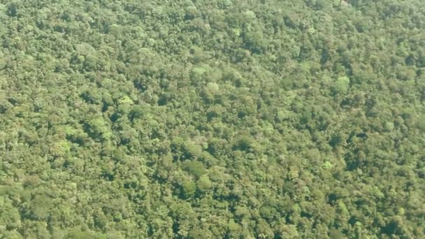 空中からの眺め野生の熱帯雨林植物の緑の葉ビデオ — ストック動画