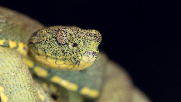 Βίντεο Από Δύο Ριγέ Δάσος Pitviper Φίδι Bothriopsis Bilineata — Αρχείο Βίντεο