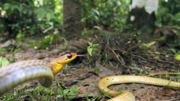 森の地面でのヘビ攻撃のビデオ オリーブのむち打ち チロニウス フスカス — ストック動画