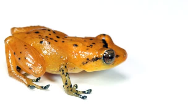 Відео Помаранчевої Жаби Студії Harlequin Poison Frog Західний Еквадор Durango — стокове відео