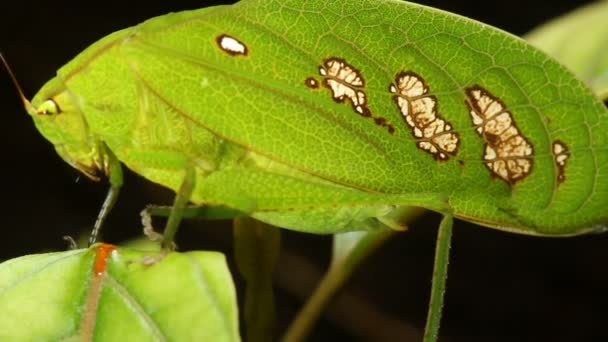 Kriket Videosu Yeşil Yağmur Ormanı Katydid Ekvador — Stok video