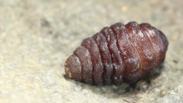 Vídeo Larva Uma Mosca Robô Roedor Cuterebra Parasita — Vídeo de Stock