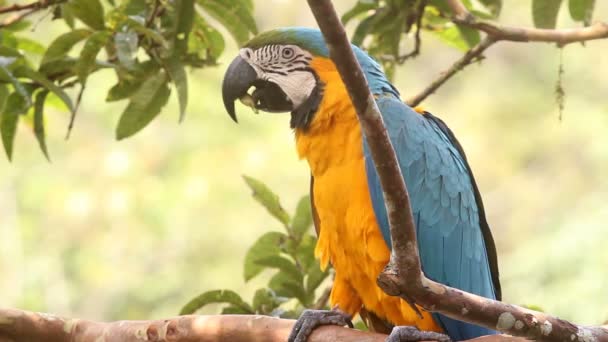 Video Parrot Eating Fruit Tree Blue Yellow Macaw Ara Ararauna — Stock Video
