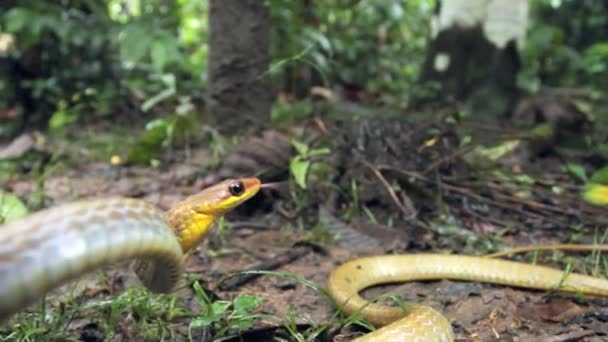 森の地面でのヘビ攻撃のビデオ オリーブのむち打ち チロニウス フスカス — ストック動画