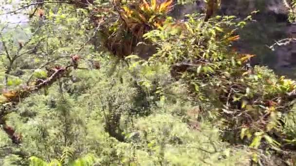 forêt tropicale sauvage, feuilles vertes sur les plantes, vidéo 
