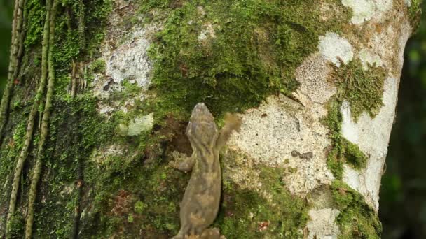 Turnip Taileg Gecko Adactylus Solimoensis在厄瓜多尔亚马逊的树干上 — 图库视频影像