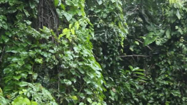 gros plan vidéo des arbres de la forêt tropicale avec des feuilles vertes, pluie 