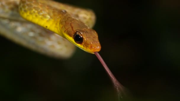 Vidéo Serpent Montrant Langue Serpent Tête Blanche Olivier Chironius Fuscus — Video