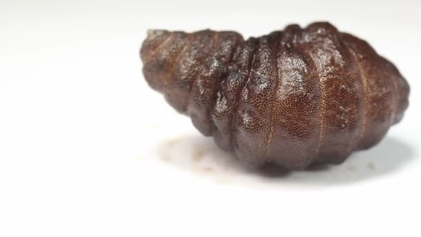 Vídeo Larva Uma Mosca Robô Roedor Cuterebra Parasita — Vídeo de Stock