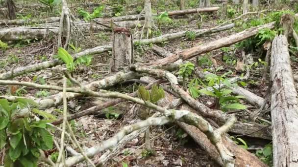 Video Árboles Rotos Bosque Después Tormenta Flora Ambiental — Vídeo de stock