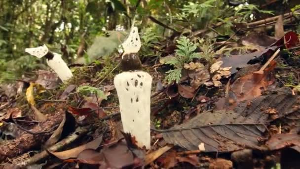Vídeo Cogumelos Stinkhorn Estrangulado Staheliomyces Cinctus Crescendo Floresta Nublada Oeste — Vídeo de Stock