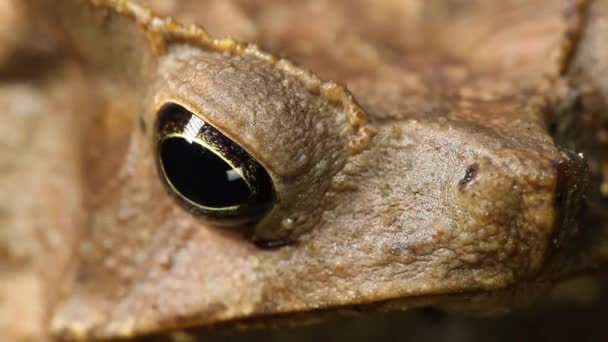 Video Amphibian Animal Frog Head Close — Stock Video