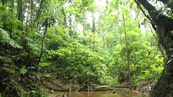 Ekvador Amazon Tropikal Ormanlardaki Nehir Videosu — Stok video