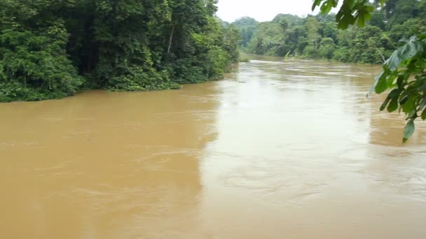 Видео Реки Тропических Джунглях Эквадорская Амазонка — стоковое видео