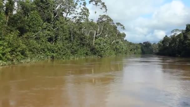 Quick Video River Tropical Jungles Ecuadorian Amazon — Stock Video