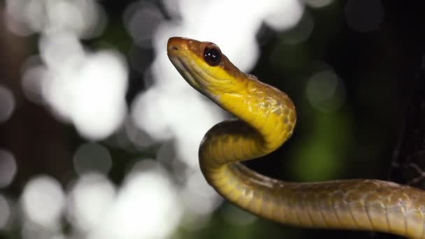 Video Snake Showing Tongue Olive Whipsnake Chironius Fuscus — Stock Video