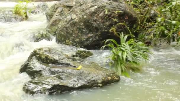 Amazonía Ecuatoriana Vídeo Río Selvas Tropicales Piedras Rocas — Vídeos de Stock