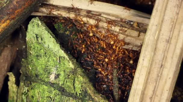 Video Nasute Termites Obhajující Vloupání Hnízda Tropický Deštný Prales Ekvádor — Stock video