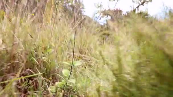 Прогулки Лесу Зеленые Растения Трава Видео — стоковое видео
