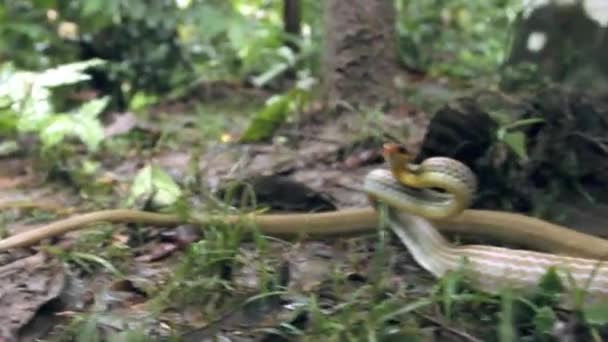 森林里的蛇袭击录像 橄榄蛇 Chironius Fuscus — 图库视频影像
