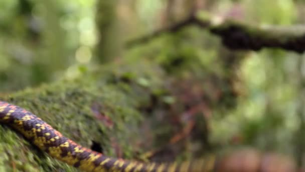 Yağmur Ormanı Ndaki Ağaç Yılanı Videosu Ekvador — Stok video
