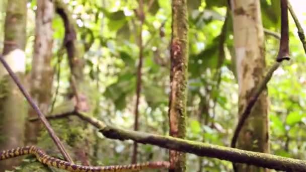 Vidéo Serpent Des Arbres Dans Sous Étage Forêt Tropicale Équateur — Video