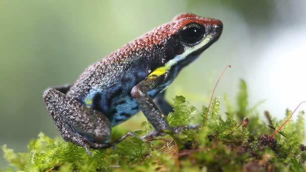 エクアドルの毒カエルのビデオ 苔の草のアメリカビリンギス — ストック動画