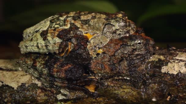 Neotropical Marbled Treefrogs Acasalamento Dendropsophus Marmoratus Vídeo — Vídeo de Stock