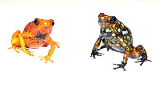 Відео Двох Жаб Студії Harlequin Poison Frogs Western Ecuador Durango — стокове відео