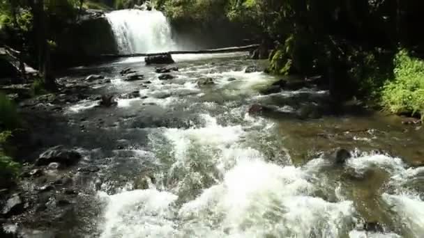 Vídeo Del Río Que Fluye Bosque Naturaleza Verano — Vídeos de Stock